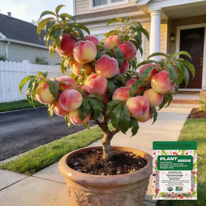 🔥 65K+ SOLD! 🍑 Peach Tree Seeds – Grow Sweet, Juicy Peaches at Home🌱