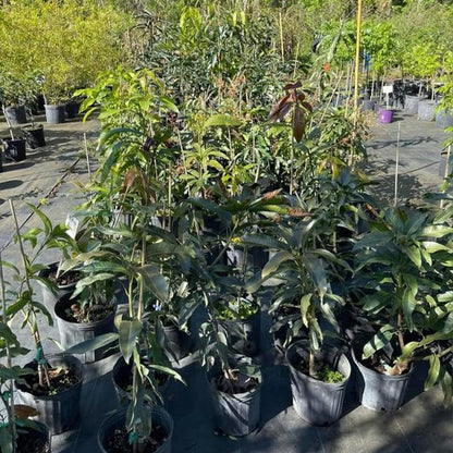 Non-GMO Mango Tree Seeds — Fruit Tree — Sweet Mango Tree