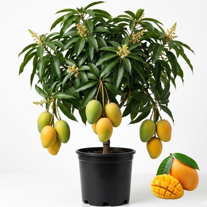 Non-GMO Mango Tree Seeds — Fruit Tree — Sweet Mango Tree