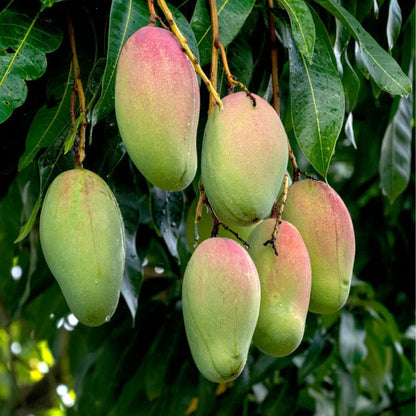 Non-GMO Mango Tree Seeds — Fruit Tree — Sweet Mango Tree